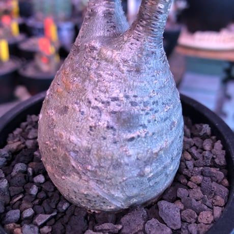 pachypodium  gracilius《S size》希少ニ頭枝美株※現地球発根済株※店主国内管理2年株※小振りでかわいい綺麗肌グラキ‼︎希少ニ頭枝選抜株※mad black pot植え