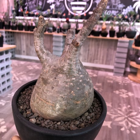packypodium  gracilius《L  size》※現地球発根済株‼︎※短枝で特化したbig‼︎トトログラキ※mad black bowl pot植え