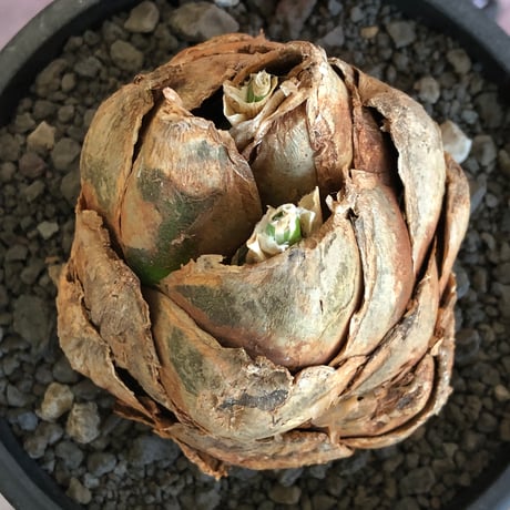 urginea epigea《L size》※現地球株発根済※丸み強くとびきり整ったぼってり樹形の大株‼︎開花時もゴージャスで魅力的なエピゲア※black bowl pot植え