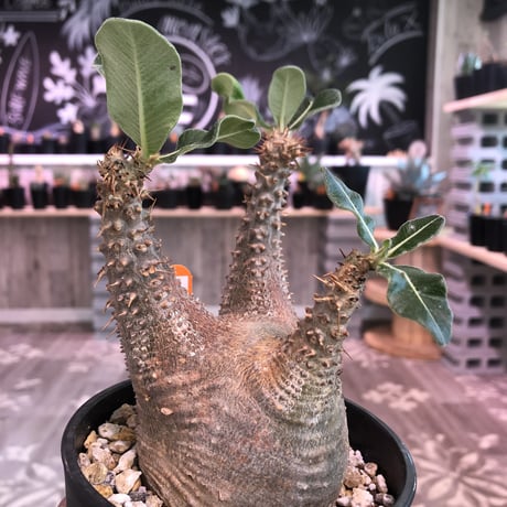 packypodium   roslatum  var.  cactipes《M size》
