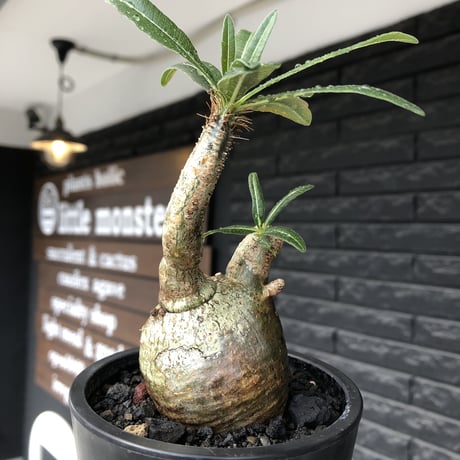 pachypodium gracilius《S size》極green肌&ぼってり樹形※現地球発根後店主国内管理2年株※丸み強く絶妙な捻くれ枝振りも愛くるしい一株※mad black pot植え