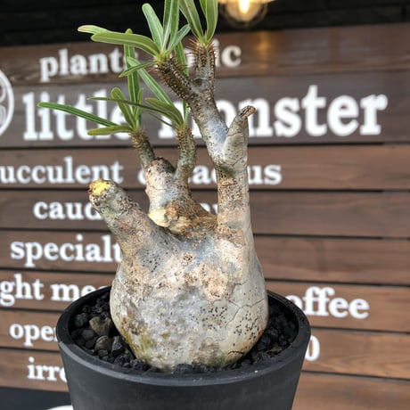 packypodium  gracilius《M size》※現地球発根済株※店主国内管理3年株※頭頂部全体が現地焼けの上、丁度良きサイズ感＆balance良樹形※mad black pot植え
