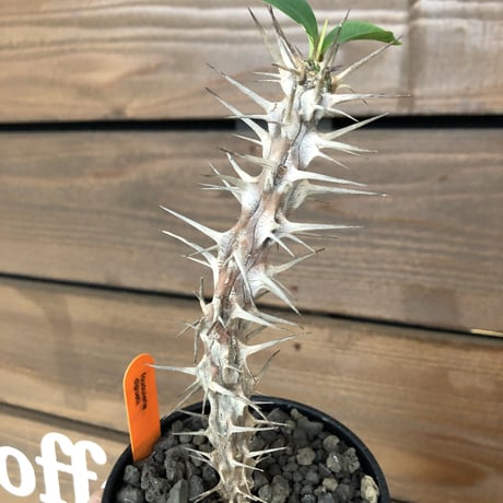 fouquieria  diguetii《M    size》再入荷お知らせ通知分※mad black pot植え