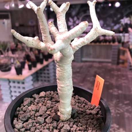 othonna   furcata《M size》美白株‼︎mad black pot植え
