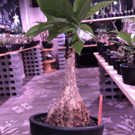 adenia  heterophylla 《M size》※成熟すると赤い梨に似た形の果実ができ、蝶の様な葉がかわいい‼︎※mad black pot植え
