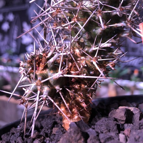 didierea  madagascariensis《M size》Ｗ-he'd株（二分頭）※激希少株※シルバーの棘に覆われたイカした奴　※mad  black  pot植え