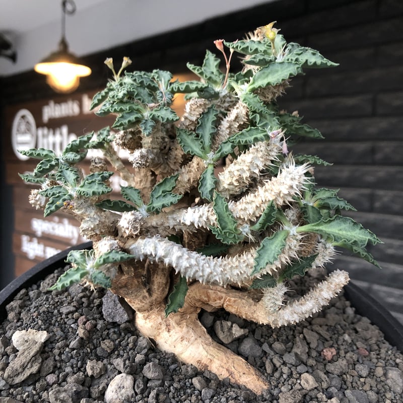 euphorbia tulearensis《 LL size》大株※現地球発根後店主国内管理4