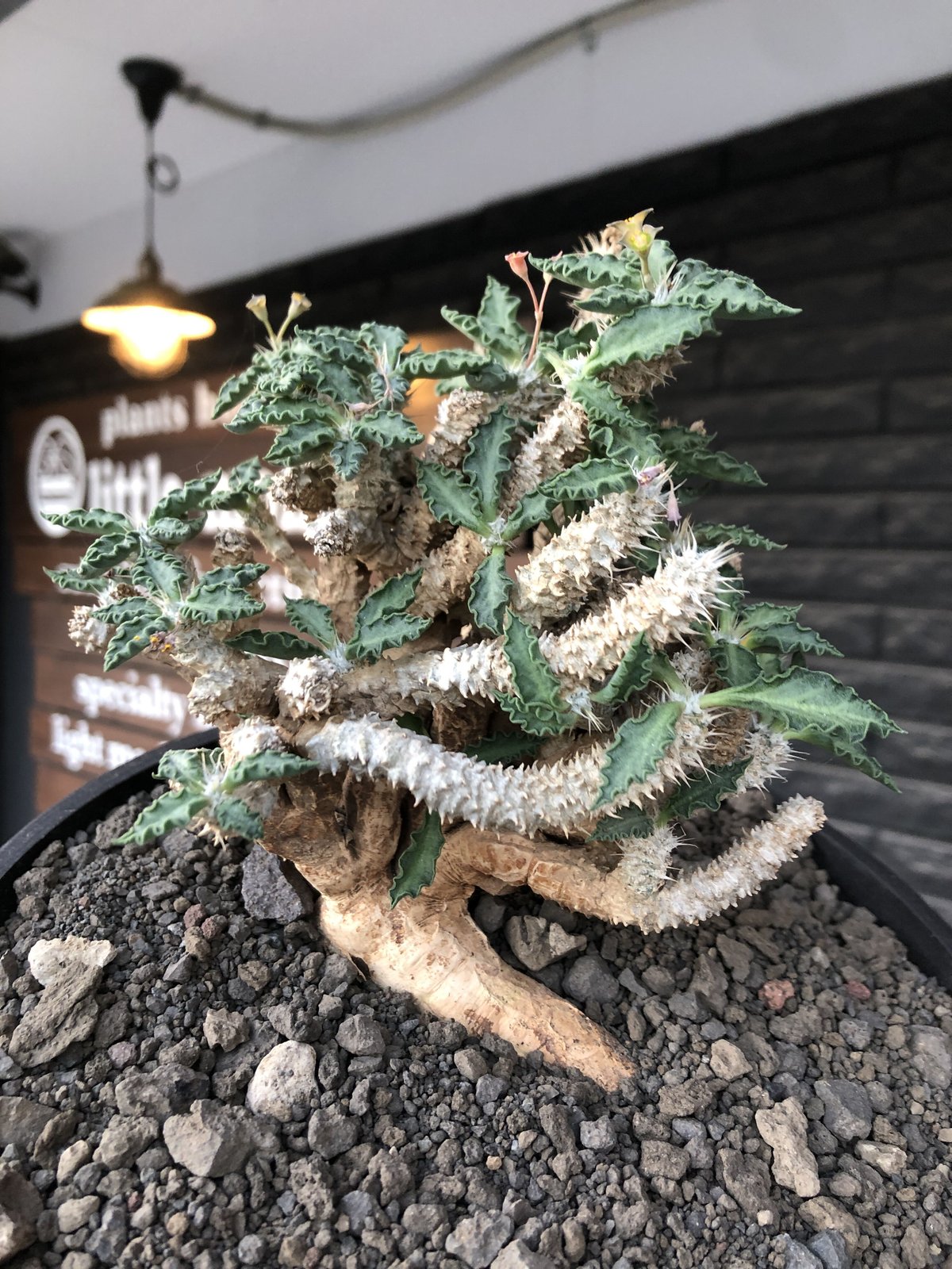 euphorbia tulearensis《 LL size》大株※現地球発根後店主国内管理4