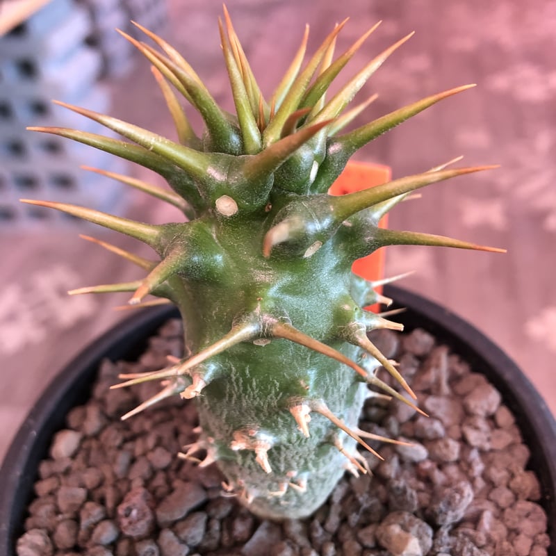 packypodium ambongense littmon seed🌱《M size》