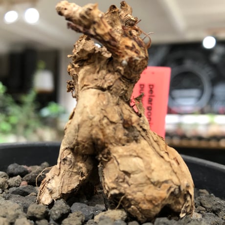 pelargonium  pulverulentum《L size》※現地球株発根済※足元から二股になっており絶妙な樹形バランスが堪らない‼︎※black pot植え