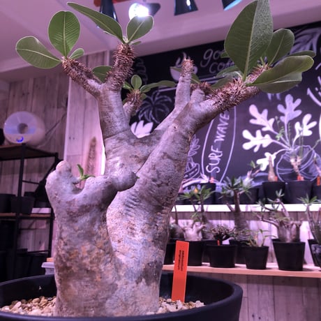 packypodium   enigmaticum《L L size》（大きな二分頭株）W-he'd ※現地球発根済み株‼︎ 大変bigな肉肉しいエニグマ‼︎