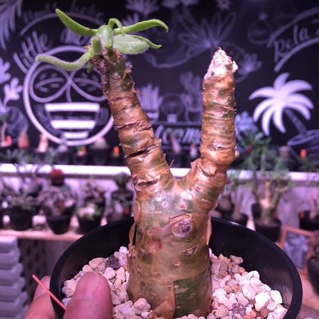 tylecodon  paniculatus 《S size》置き物のようなかわいさ