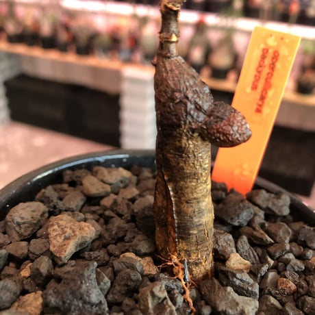 opercullicarya  packypus   littmon  seed🌱 《5年株》幹も太く‼︎&枝振り樹形&balance良きパキプス※mad black bowl pot植え※限定3株