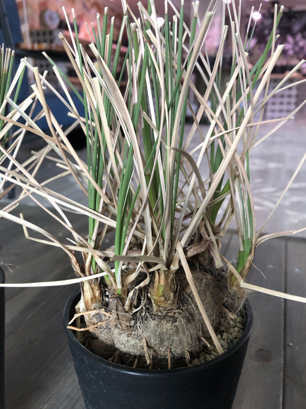 calibanus hookeri《M size》 | plants holic