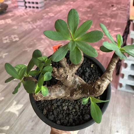 euphorbia  itremensis 《M size》枝振りと株表皮、balanceと全てに独創性を感じる1株‼︎   ※mad black  pot植え