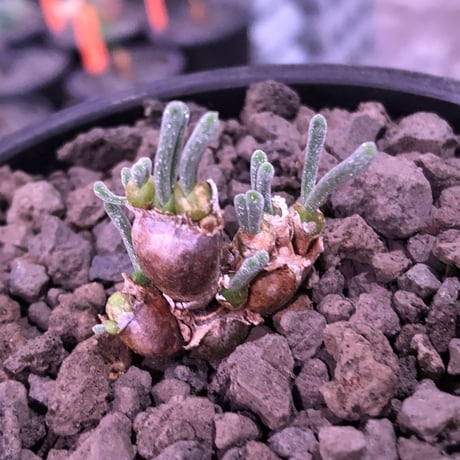 monilaria   pisiformis《SS  size》※現地球発根済株※モニラリア属　（最上位激希少種）※冬型caudex‼︎   ※mad black bowl pot植え