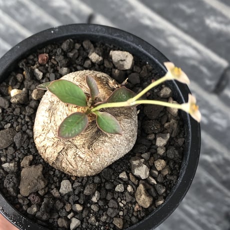 euphorbia primulifolia《大きめM size》※現地球株発根済※丸み強くぼってり樹形の愛くるしさ満点で特に開花時は肌感とのギャップも堪らない※black bowl pot植え