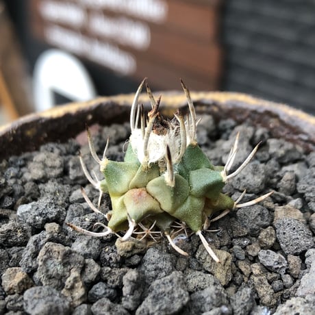 turbinicarpus 白棘昇竜丸《S size》※現地球株カキ仔（斑入り）※激希少‼︎流通なき白棘昇竜丸の斑入り株のため鬼熱となりイキリ立った刀のような白棘と開花時も堪らない一株※信楽焼植え