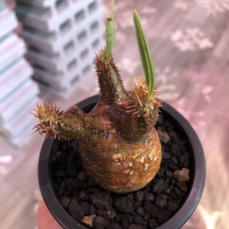 pachypodium  gracilius《S size》極赤肌 &現地焼け株※現地球発根済株※店主国内管理2年株※小振りでも大変赤み強きかっこいい一株‼︎※mad black pot植え