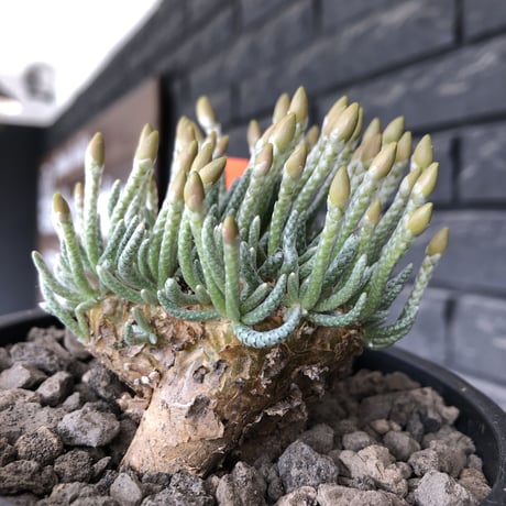 avonia  alstonii《XL size》※現地球発根後店主国内管理13年株※年代物且つ驚愕big株‼︎二度と手に入らないサイズ感‼︎ver.pink花※ mad black pot植え