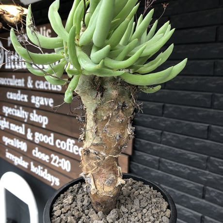tylecodon reticulatus《L size》※現地球発根済株※店主国内管理6年株※棘も美しく残り幹極太な良樹形‼︎impact抜群な一株※mad black bowl pot植え