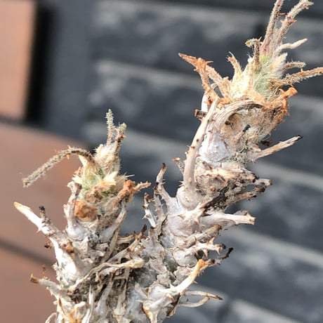 sesamothamnus rivae《小さめM size》※現地球株発根済※小振り現地球株は逆に珍しく白く美しくも味深き表皮のメクれが堪らなく枝振りも良き一株※black pot植え