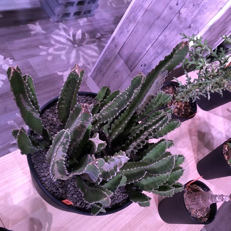 stapelia《XL size》
