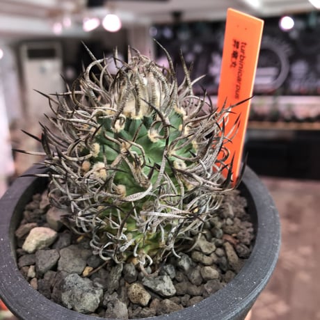 turbinicarpus 昇竜丸《大きめM size》※littmon seed9年株※選抜特選株※丸み強き低重心に育ってくれ太黒棘も堪らない一株※mad black pot植え