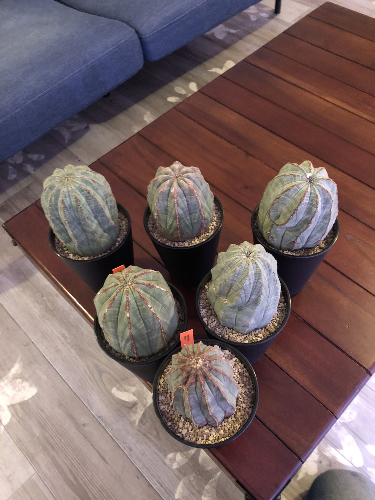 木質化❗️鉢なし8000円引き　メス　オベサ　縦長タイプ 木質化❗️鉢なし8000円引き メス オベサ 縦長タイプ - メルカリ