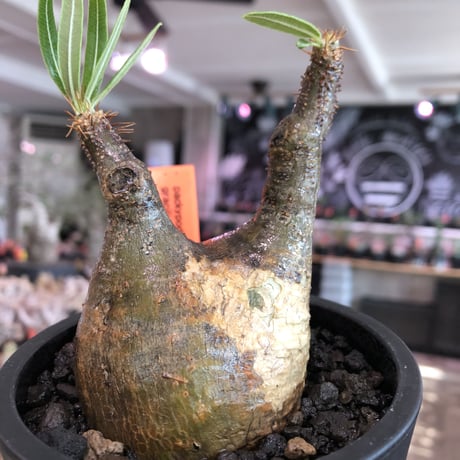 pachypodium  gracilius《大きめS size》希少ニ頭枝＆現地焼け※現地球発根済株※店主国内管理2年株※現地焼けのcharm pointが愛くるしい※mad black pot植え