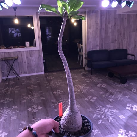 packypodium  decaryi《L size》店主管理9年株 ※mad black pot植え