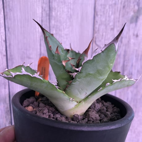 agave    titanota    black&blue  《B.B》S size