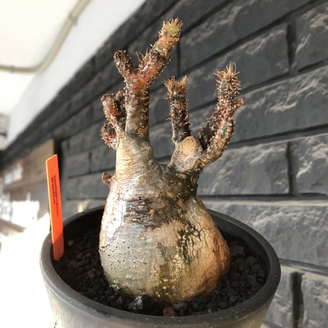 pachypodium gracilius《M size》極‼︎低重心ぼってり樹形※現地球発根後店主国内管理3年株※岩肌に当たり育った傷跡を持つぼってり樹形※mad black pot植え