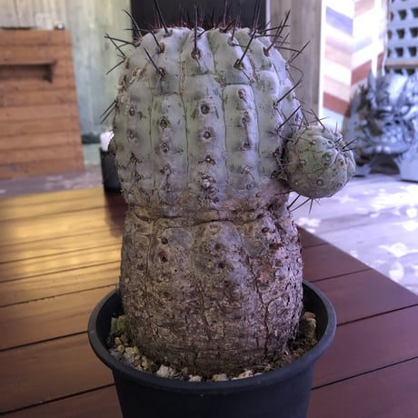 copiapoa  cinerea   黒王丸 《L size》