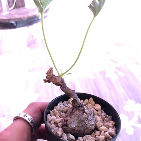 pelargonium   triste《S  size》