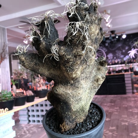 xerophyta  trichophylla《L L size》※現地球発根済株※驚愕強靭株※極太株幅bigキセロ‼︎より激しく黒焦げなwild過ぎる良樹形※mad black pot植え