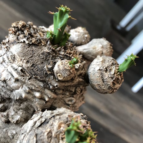 euphorbia    clavigera《激希少》L size