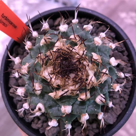 turbinicarpus  alonsoi《L size》希少現地球発根済株※店主国内管理8年株※大変ビッグ且つ樹形balanceも良く最高株※mad black bowl  pot植え