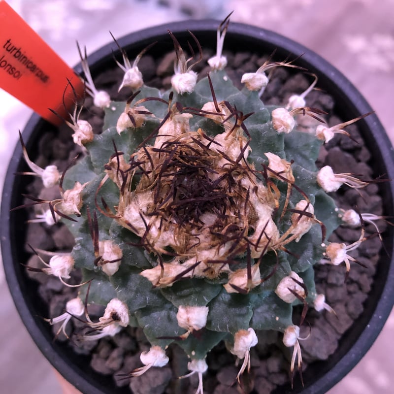 turbinicarpus alonsoi《L size》希少現地球発根済株※店主国内