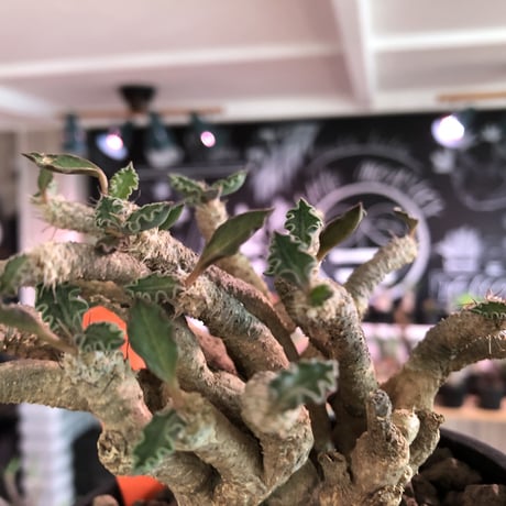 euphorbia tulearensis《L  size》※大変良き塊根と激しい枝振りを持つ希少性激高塊根ユーフォルビア‼︎丈も締まった将来有望株※mad black bowl pot植え