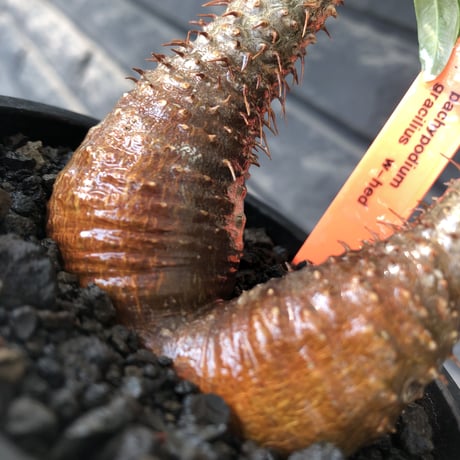 pachypodium gracilius《S size》赤肌&w-he'd株※現地球発根後店主国内管理2年株※まだまだ華奢ながらasymmetryな良樹形※mad black pot植え