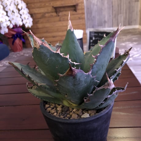 agave    titanota《L size》