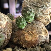 tephrocactus geometricus 《LL size》激希少‼︎※現地球株発根済※実生株＆カキ仔株でないと流通がほぼないため所持率も極めて低き渾身の一株※black bowl pot植え