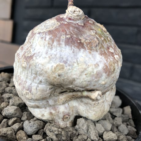 raphionacme zeyheri《M size》希少種※現地球発根後店主国内管理8年株※希少性高く、ボコボコ球体樹形が堪らない‼︎白肌の中に一部赤肌を持つ一株※mad black pot植え