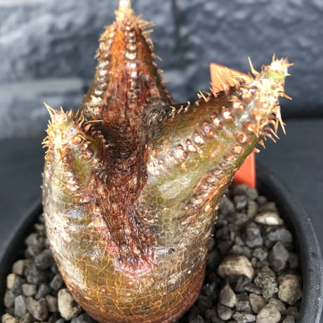 packypodium  cactipes《 小さめM size》※現地球発根済株※カクチらしい赤み強きぼってり樹形&頭頂部の味ある切れ目傷跡カクチ‼︎※mad black bowl pot植え