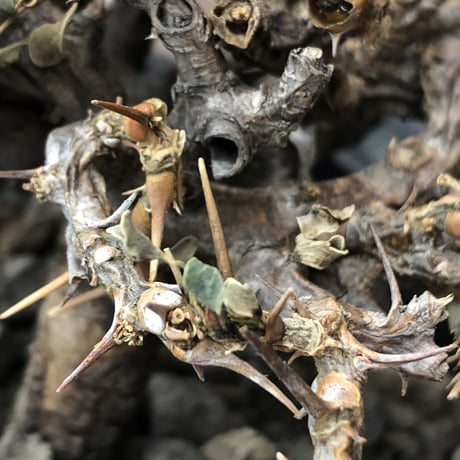 sarcocaulon  vanderietiae《大きめM size》※現地球発根後店主国内管理3年株※希少春秋型種‼︎weight低く枝間密な纏まり良き一株※mad black pot植え