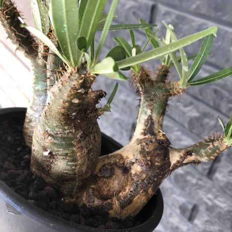 pachypodium gracilius 《L size》希少‼︎green肌 &ぼってり3-he'd株※現地球発根後店主国内管理4年株※weight低く両A面株※black bowl pot植え