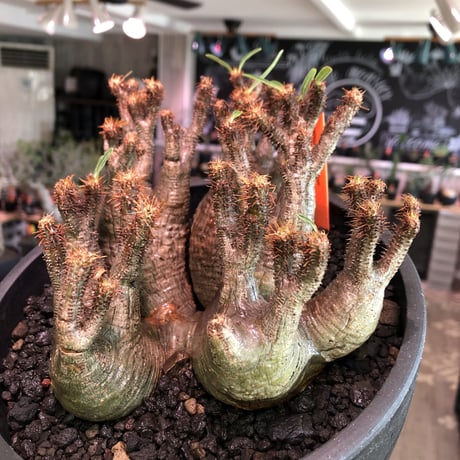 premium pachypodium gracilius 7he'd株※現地球発根済株※店主国内管理3年株※群生株と称しても過言でない程エグく‼︎渾身の一株※mad black bowl pot植え
