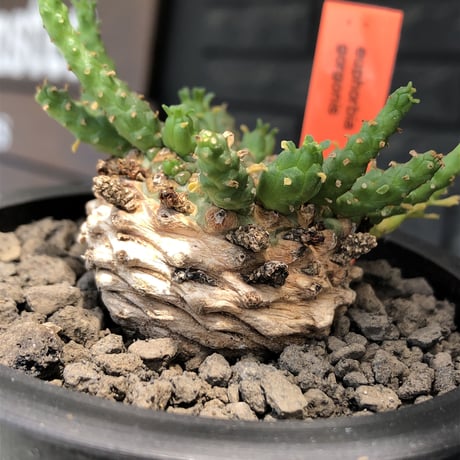 euphorbia gorgonis《M size》※現地球発根後店主国内管理2年株※人気🐙タコもの‼︎美多肉質の葉と木質wild塊根の二面性が魅力※mad  black pot植え
