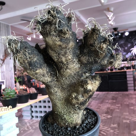 xerophyta  trichophylla《L L size》※現地球発根済株※驚愕強靭株※極太株幅bigキセロ‼︎より激しく黒焦げなwild過ぎる良樹形※mad black pot植え